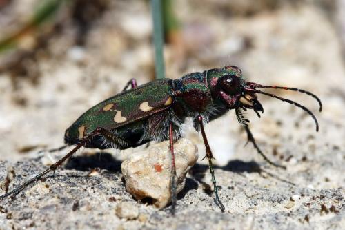 Réf. 305 715 : Cicindela maroccana pseudomaroccana